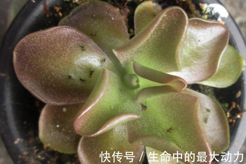 家中养花,盆里撒上3种小东西,不生小虫子