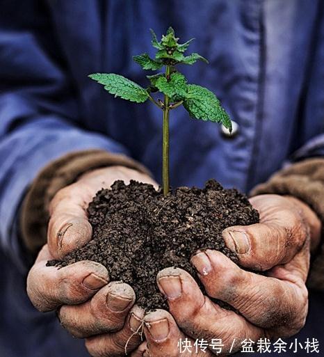 注意这些细节，茉莉花就很好养活了
