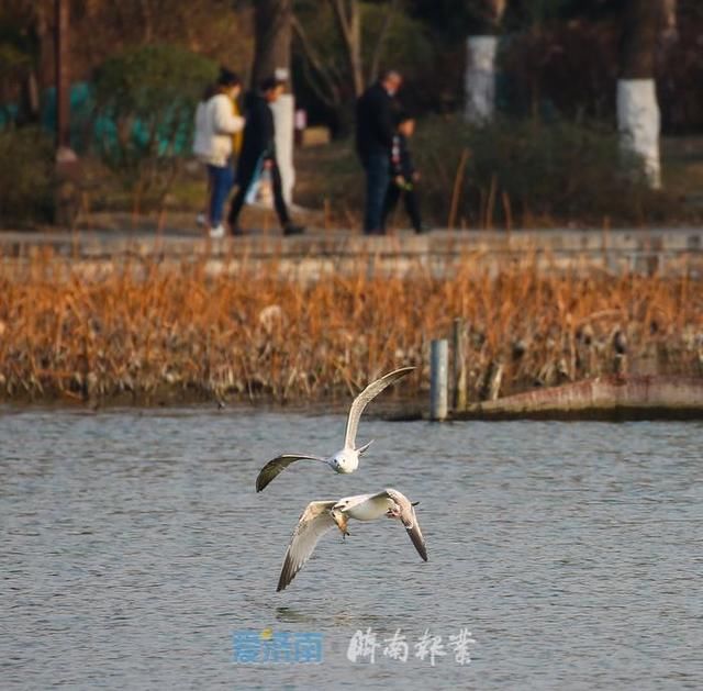 张振国|云图新闻｜海鸥，海鸥！春暖大地，大明湖畔的“老朋友”又回来了