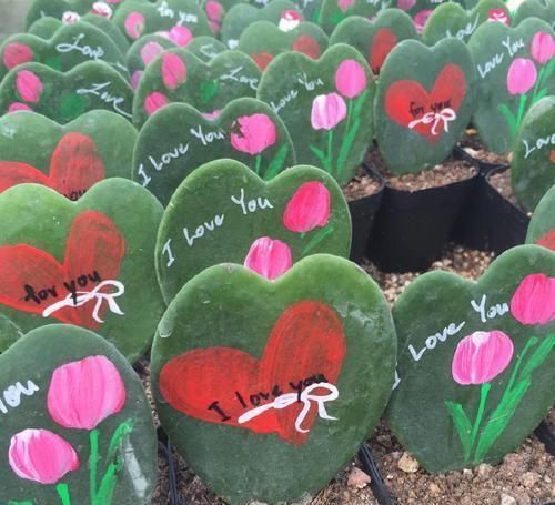 花卉|头次见“这种”花,叶子像颗“心”,好特别、是盆栽佳品