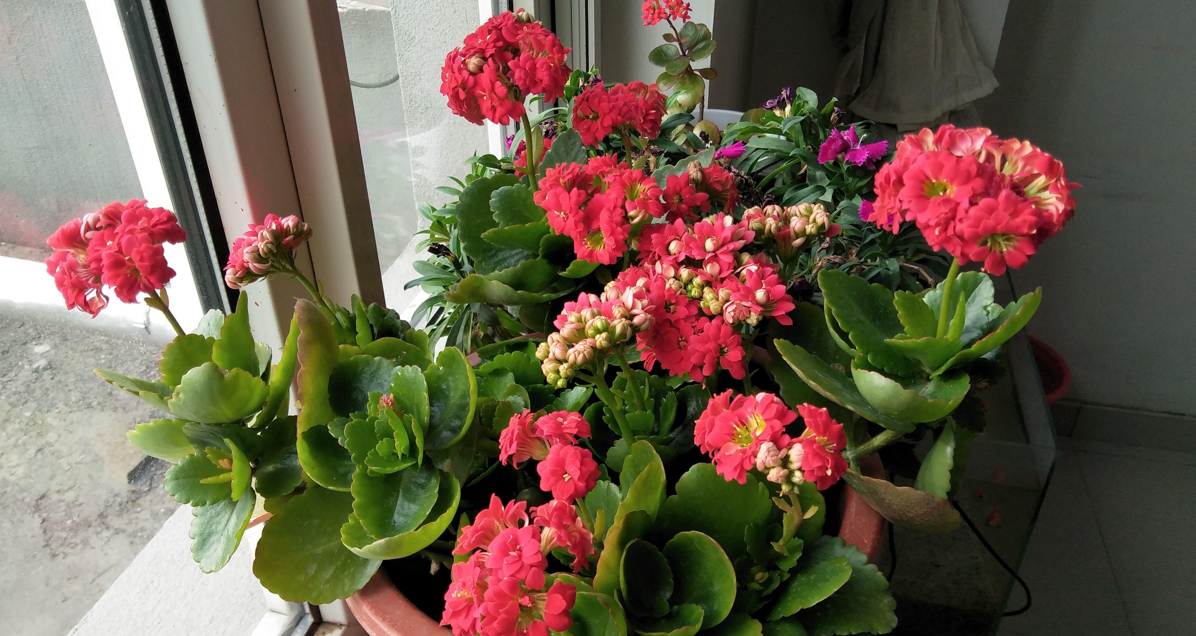 春天|夏天6种花,就是怕太阳,一晒就黄叶,修复不了,太难看