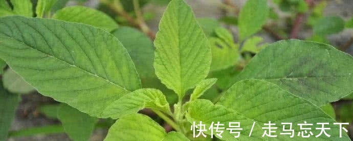 折耳根|中国最难吃的6类蔬菜，假如你全吃过，请允许我叫你一声“大神”