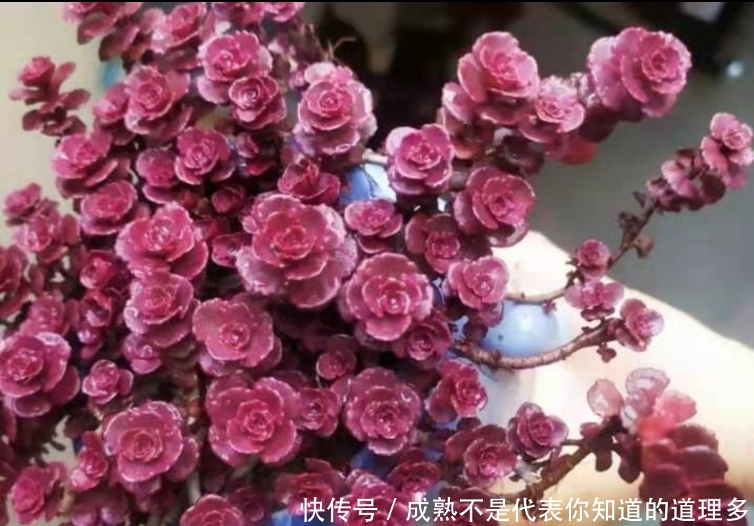 4种上色很红的多肉,冬天养殖好看,又能喜庆迎新春
