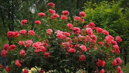 怎么自制氮、磷、钾肥等养花常用材料？