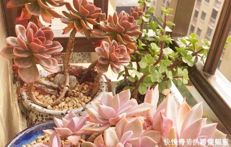 多肉需要定期翻土吗