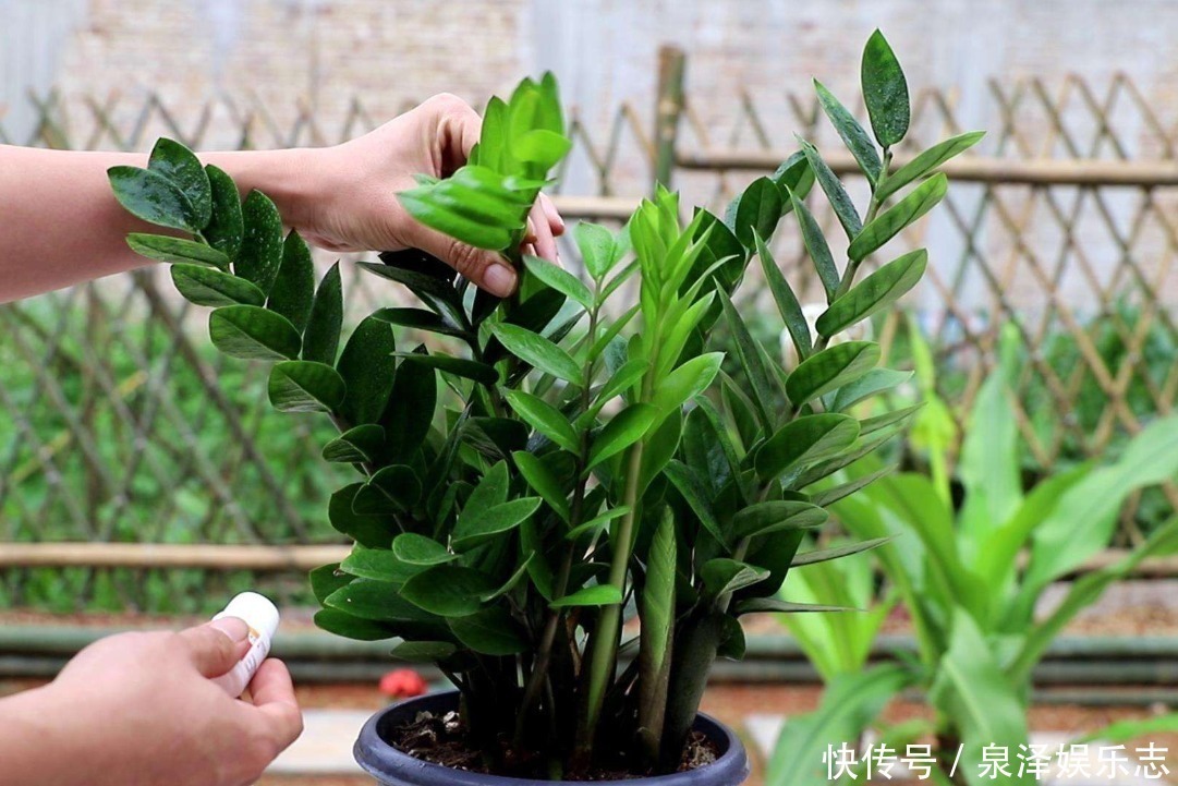 长寿花|老人说“3种”不能送人的花,得罪人是小事,财神爷送走是大事!