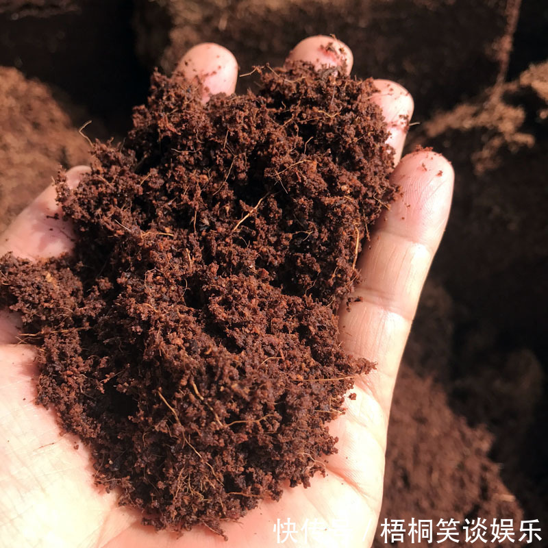 商家|为什么卖花的大棚里花土都干得不行了,花叶还是绿油油的呢?