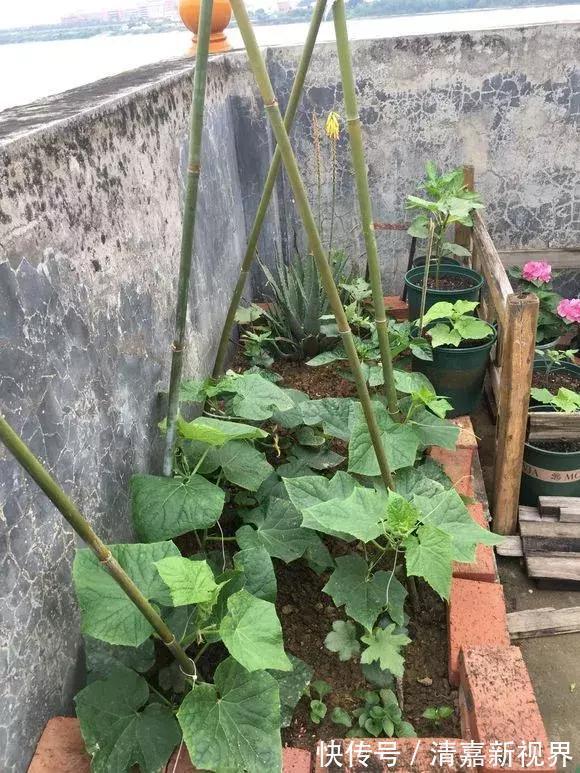 养花|3种“水果”蔬菜，阳台就能种，青脆爽口，老人小孩都爱吃！