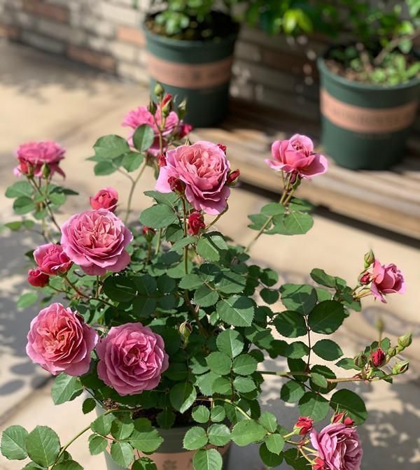 月季里的“开花机器”，能开一整年，花量非常多，阳台盆栽也可以