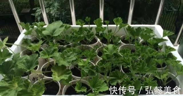 水培|3种枝条泡水里，10天长根，一次开花100朵，水培成活率更高！