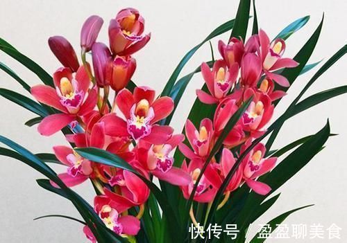 中华红|被誉为国兰“第一红”，建兰中华红，香味扑鼻，曾被兰友抢购一空