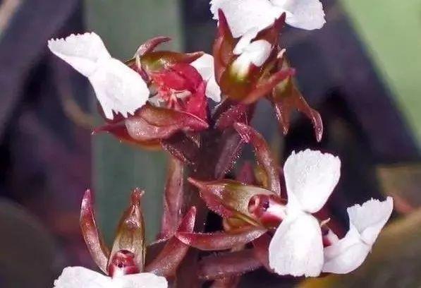 兰中皇后|最全的兰花大鉴赏,看看你都见过几种兰花!