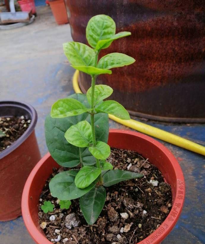 养花|夏季养花，3个浇水小窍门，枝叶绿油油，花儿越来越多