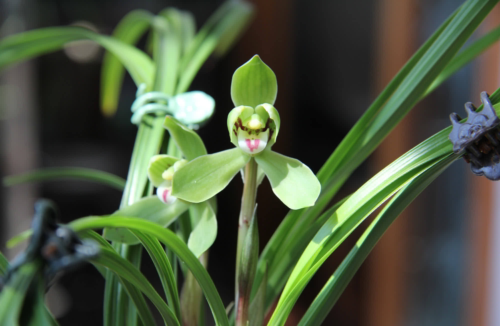 春兰花苞不长个,这是3个原因造成的,处理一下就恢复生长