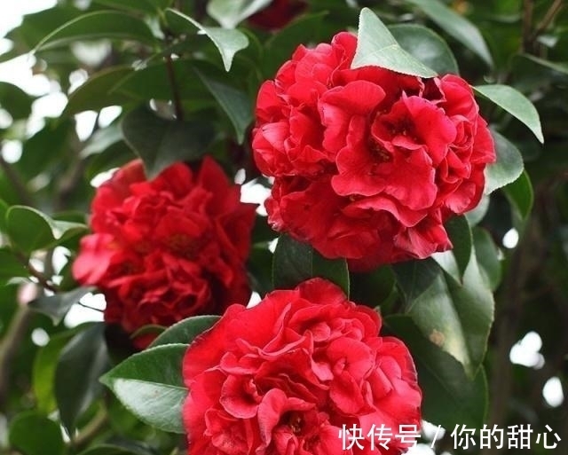 此花人称“赛牡丹”,芬芳如香薰,花期还长,不养一盆有点可惜