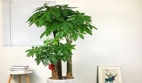 4种花，皮实好养又大气，摆在客厅上档次，有品位的人都养了