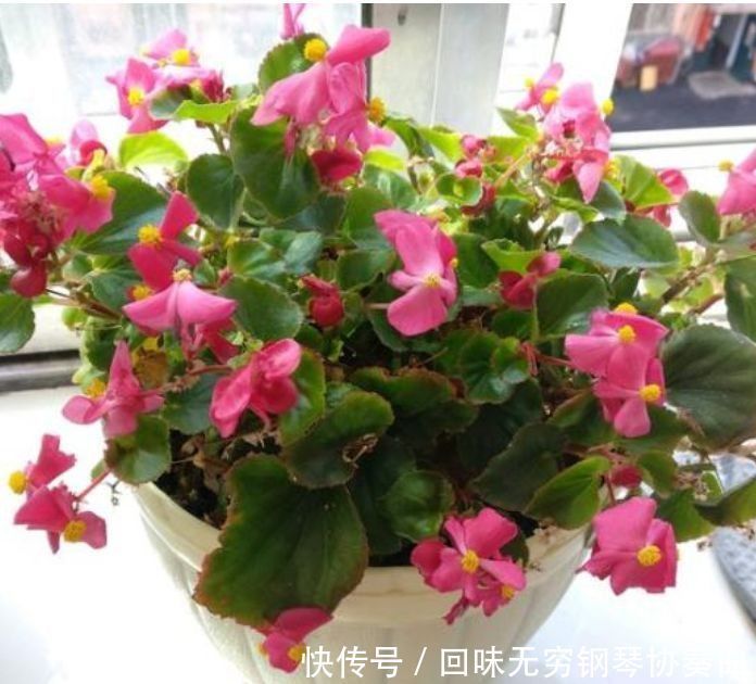 4种花是真正的“开花机器”，好养易活，还可净化空气