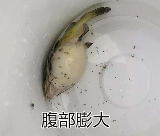 鱼腹水病