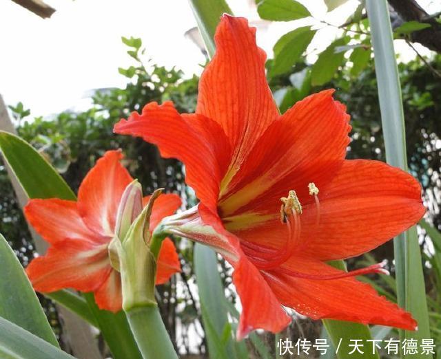 对红冬天养护很简单,掌握好方法,花朵鲜艳又多姿,很漂亮