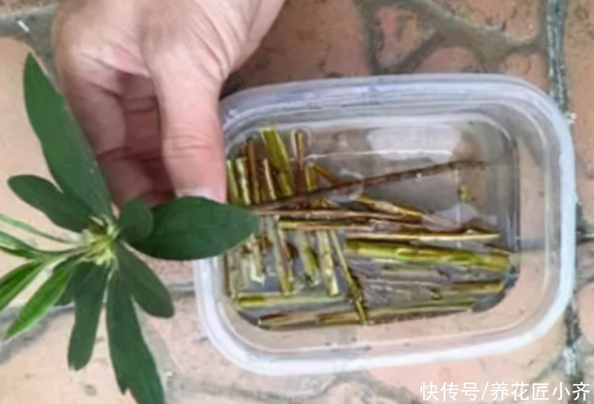 扦插植物用“生根水”，获得生根水有两种方法，多数人会选第一种