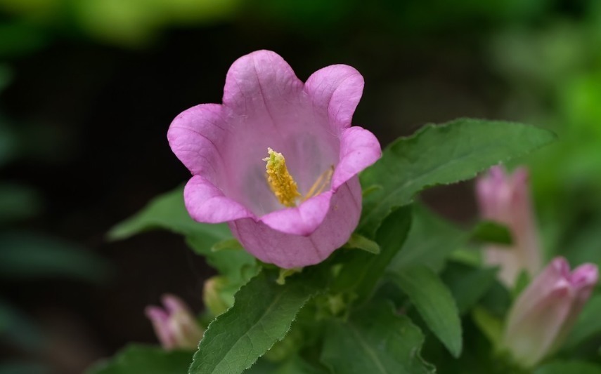 人大多&此花颜色繁多,具有很高的观赏价值,代表着温柔的爱和感谢感恩
