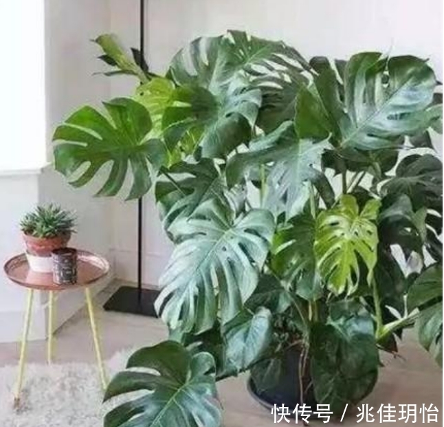 3种花养了就爆盆，净化空气，杀菌去异味，家家必备！