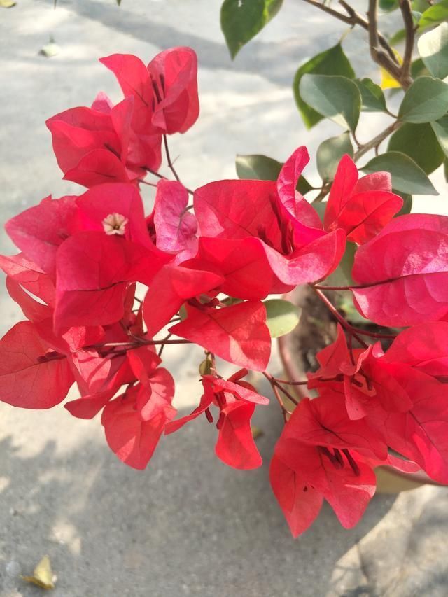 春夏交接三角梅这样养,只见花朵不见叶,赏花赏到“视觉疲劳”