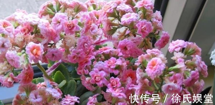 长寿花|新手须知：秋冬养长寿花，5个要点要谨记，做好了才能早开花