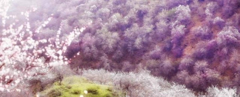 春日#秦观很有韵味的一首诗，苏轼读了都为之倾倒，不失为难得的佳作！