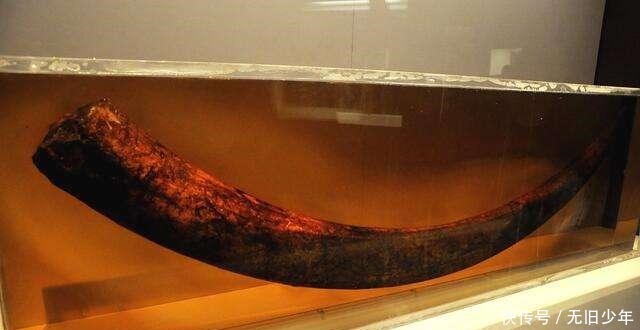 金沙遗址发现大量濒危象牙,为保护它们,专家们使出一个绝招!