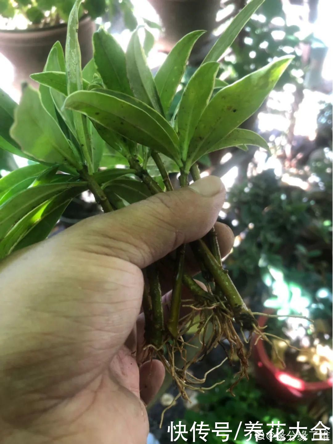 修剪|8月后，6种花别修剪，小心以后不开花