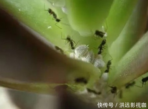 花草|花草生了虫子怎么办不用烦,仅需一个塑料袋,就能解决问题