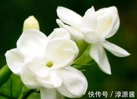 4种花是开花王,沾土就活,开花漂亮财运来,寓意超好的