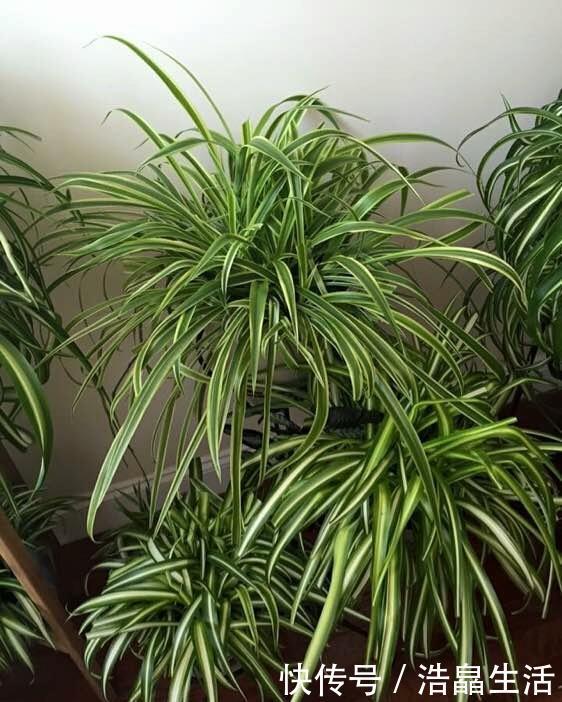 鱼肠|秋冬土里掺点它，君子兰，蟹爪兰，疯狂开花，叶子绿出油