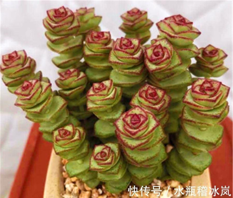 钱串变红真霸气，牢记5要点，快速上色，还能侧芽蹭蹭长