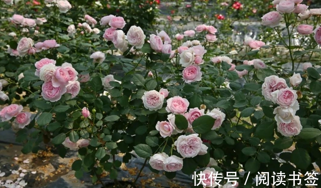 威基伍德|太热了，“粉龙”不开花，用这几个月季品种来弥补遗憾，真心不错