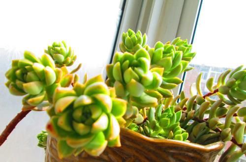 此款多肉，好养又好看，叶片饱满上色美，独苗长成小老桩