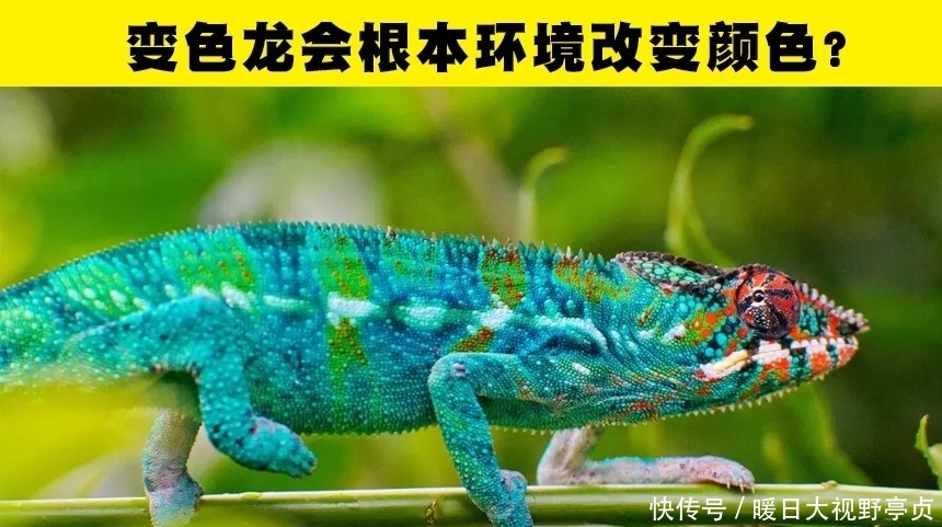 红色并没有办法刺激公牛!一直以来你可能错误相信着的5个小知识