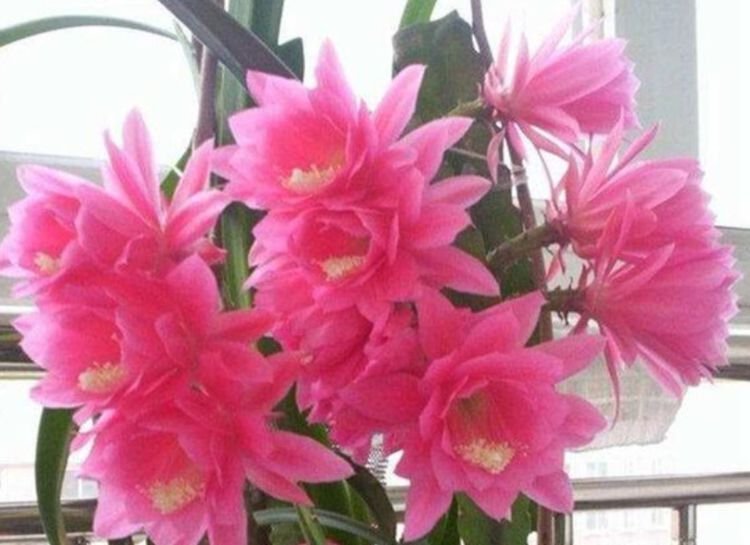 家里养这几款植物，养护简单，花期还很长，花香飘满屋！