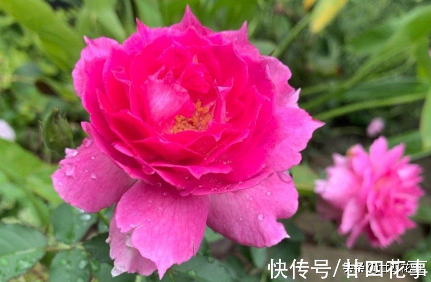 鱼肠|1种恶心的厨房废料,是月季的上好肥料,秋末埋一点,花朵大如拳