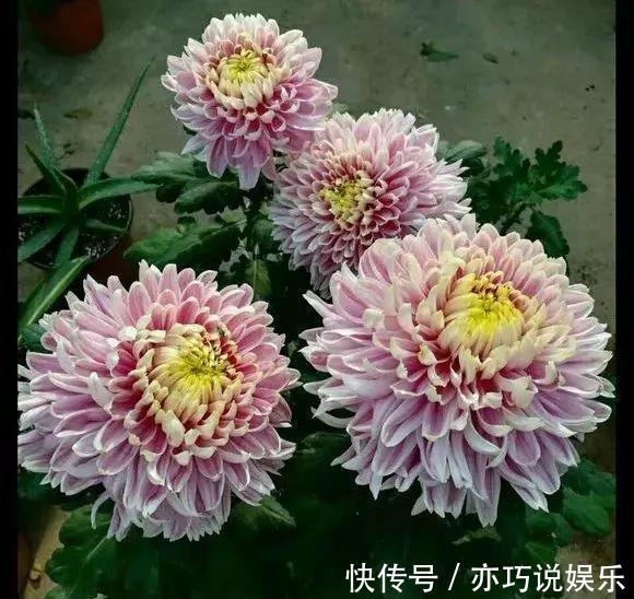 花苞|想让菊花“开花多”，9月开始做3点，花苞大、花朵密，太迷人