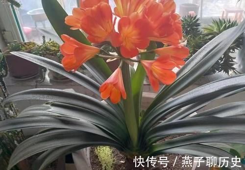 发芽|君子兰浅栽好还是深栽好?可要多留意,发芽开花就靠它
