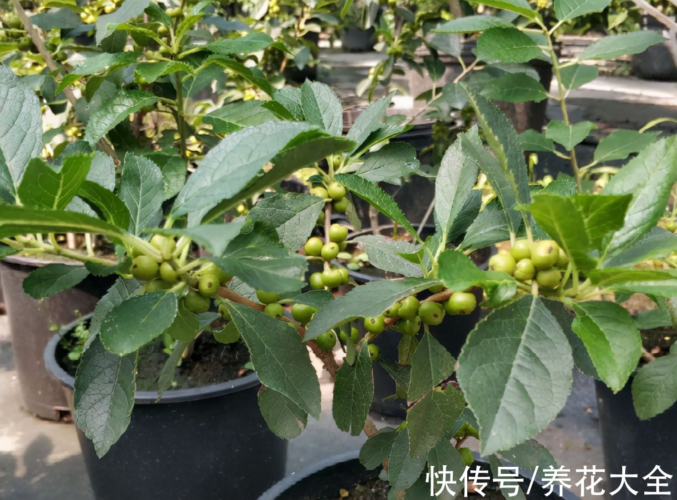 -30℃都不怕的“富贵树”,天越冷、果子越红,一挂就是大半年