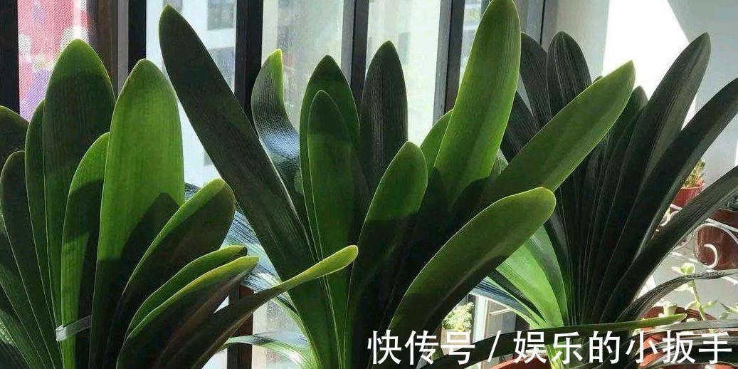 家里养2种花，用羊粪最合适，肥效温和持久，关键不伤根