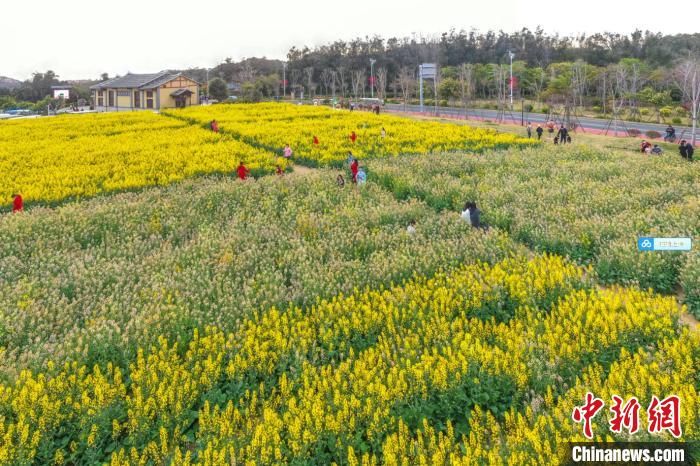 中年|福建妈祖故里：多彩油菜花绚丽绽放