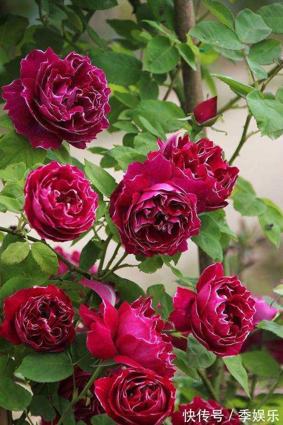 紫袍玉带被称作开花机器，香味浓郁，比茉莉花还要香