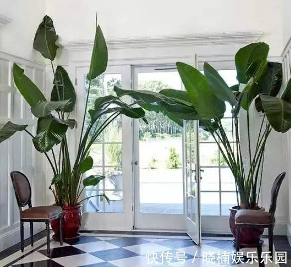 客厅见树,后代富足,7种“吉利树”,随便养一盆,养人又旺家