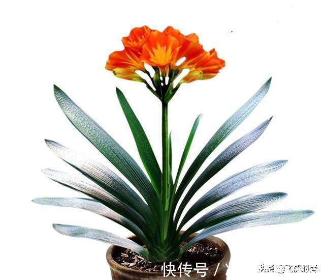 养殖|不管养兰花还是君子兰,只要弄明白这一点,咋养也长得好