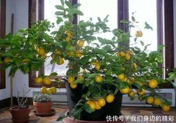 移栽|这6种盆栽不用买,水果吃完丢水里泡7天,30天后乐开花!