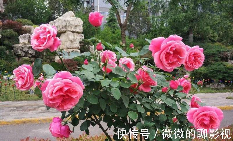 养花,可以美化房间装饰生活